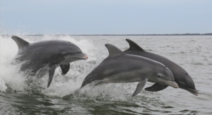 HIlton-Head-Island-Dolphin-Watch